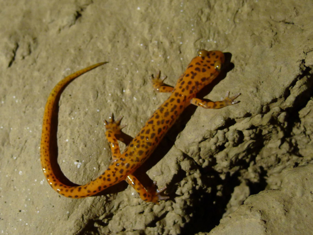 Salamander